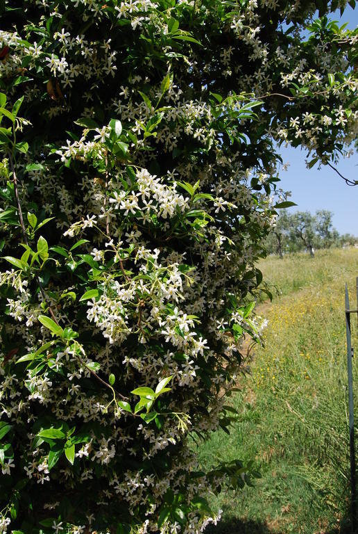 Latas Country House Hotel Penacova Buitenkant foto